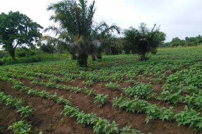 ___6814462___https:______static.pulse.com.gh___webservice___escenic___binary___6814462___2017___6___10___9___28511490