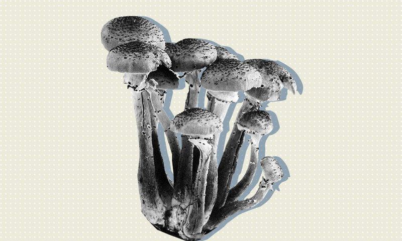 mushroom recreational drug