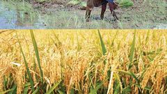 ___5434247___https:______static.pulse.com.gh___webservice___escenic___binary___5434247___2016___8___30___9___rice-planting