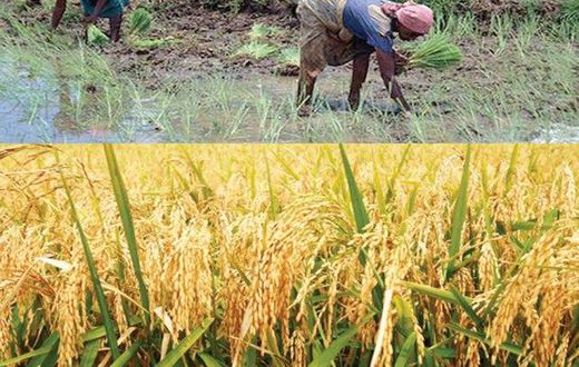 ___5434247___https:______static.pulse.com.gh___webservice___escenic___binary___5434247___2016___8___30___9___rice-planting