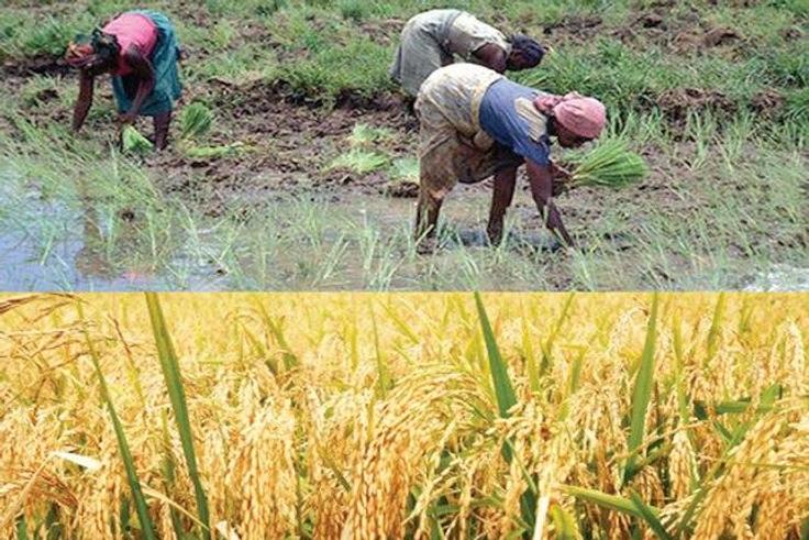___5434247___https:______static.pulse.com.gh___webservice___escenic___binary___5434247___2016___8___30___9___rice-planting