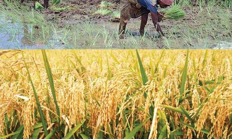 ___5434247___https:______static.pulse.com.gh___webservice___escenic___binary___5434247___2016___8___30___9___rice-planting