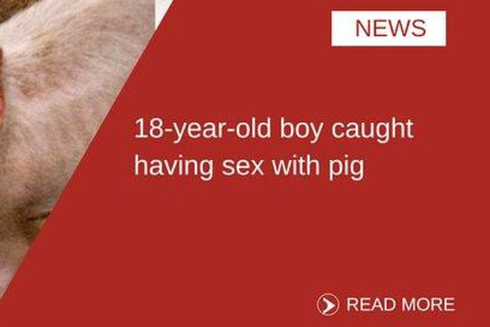 ___6507669___https:______static.pulse.com.gh___webservice___escenic___binary___6507669___2017___4___10___12___pig