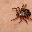 ​Lyme Disease Isn’t the Only Tick-Borne Illness You Need to Worry About This Spring