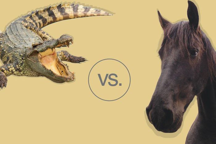Horse versus alligator showdown.