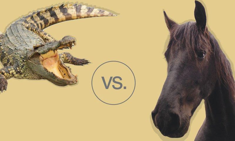 Horse versus alligator showdown.