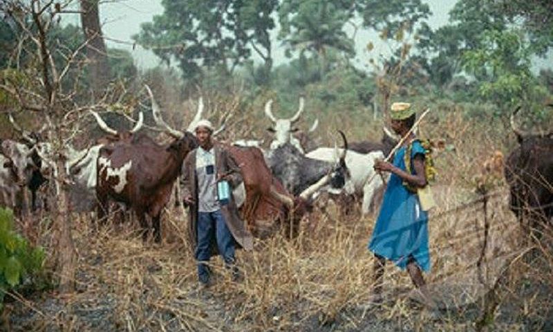 Fulani herdsmen