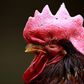 China has suspended trade in live poultry in several cities