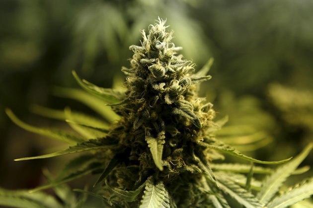 Marijuana/Cannabis plant