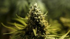 Marijuana/Cannabis plant
