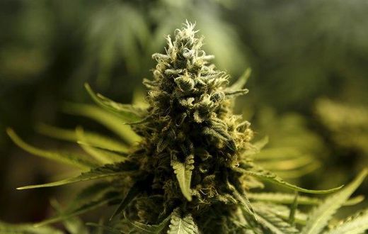 Marijuana/Cannabis plant