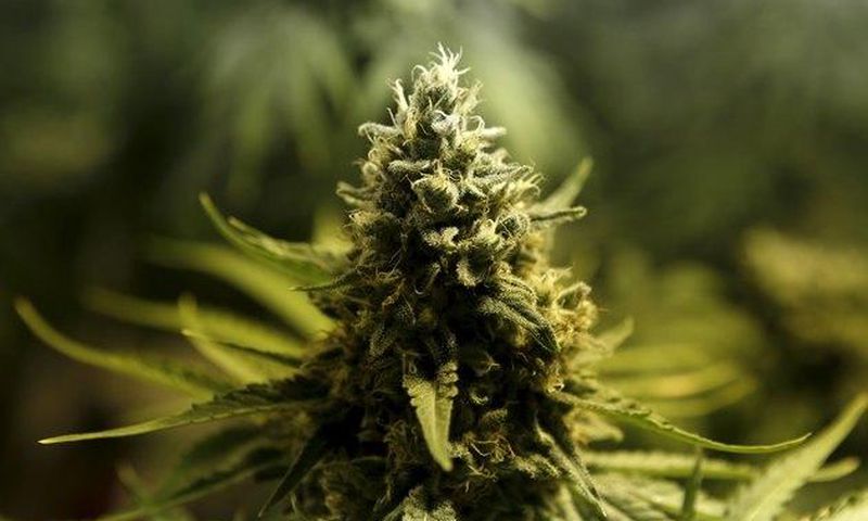Marijuana/Cannabis plant