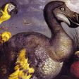 The dodo (Raphus cucullatus)