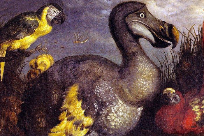 The dodo (Raphus cucullatus)