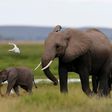 A bird flies over a family of elephants walking in the Amboseli National Park, southeast of Kenya's capital Nairobi, April 25, 2016.