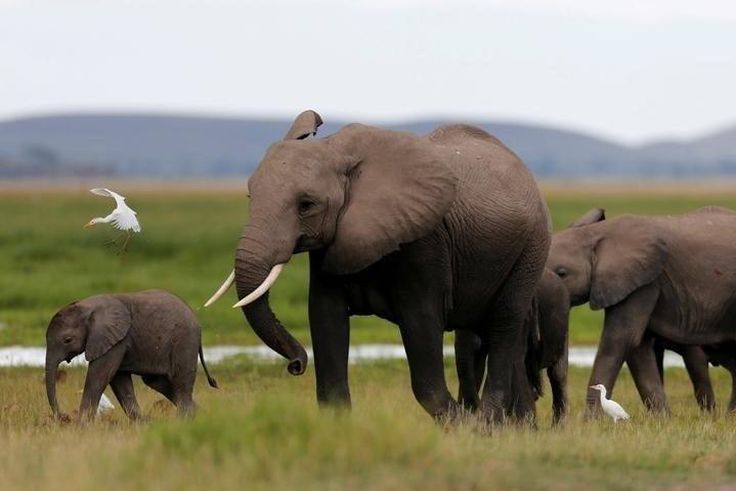 A bird flies over a family of elephants walking in the Amboseli National Park, southeast of Kenya's capital Nairobi, April 25, 2016.