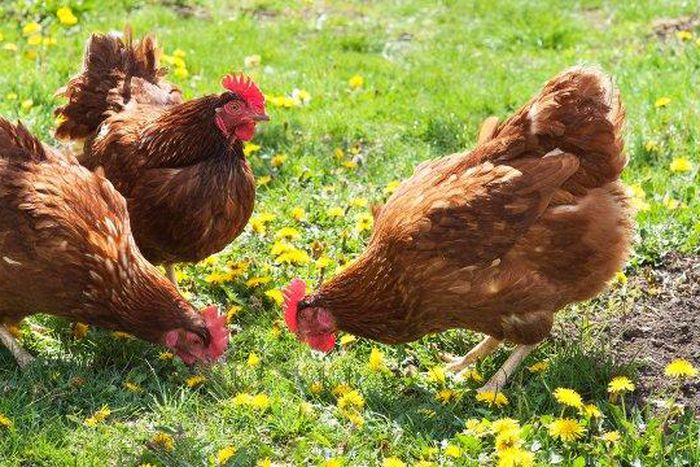 ___5290550___https:______static.pulse.com.gh___webservice___escenic___binary___5290550___2016___7___21___14___4747457239104_1679114196966