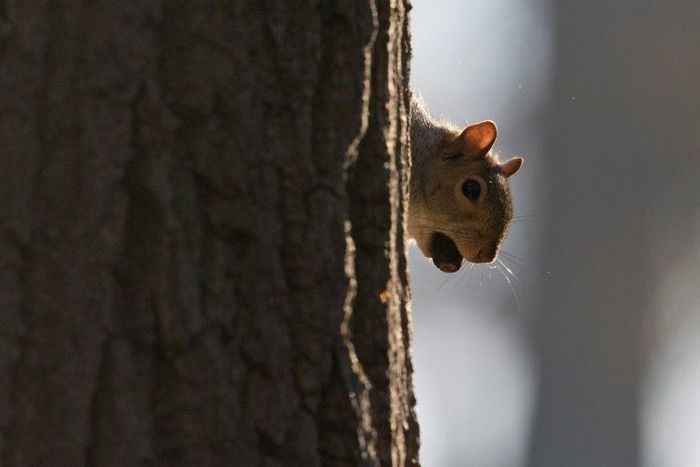 To halt the decline in the number of indigenous red squirrels, Britain is considering a mass sterilisation programme for their disease-bearing grey rivals