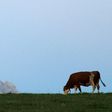 A cow grazes in a field near Salzburg, Austria