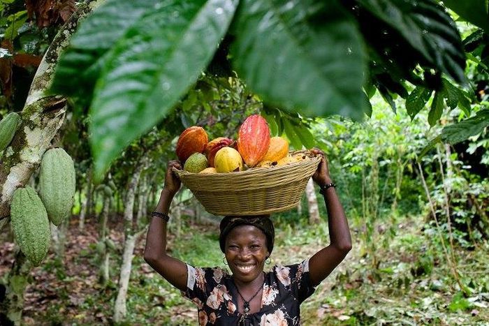 Agriculture Sector in Ghana