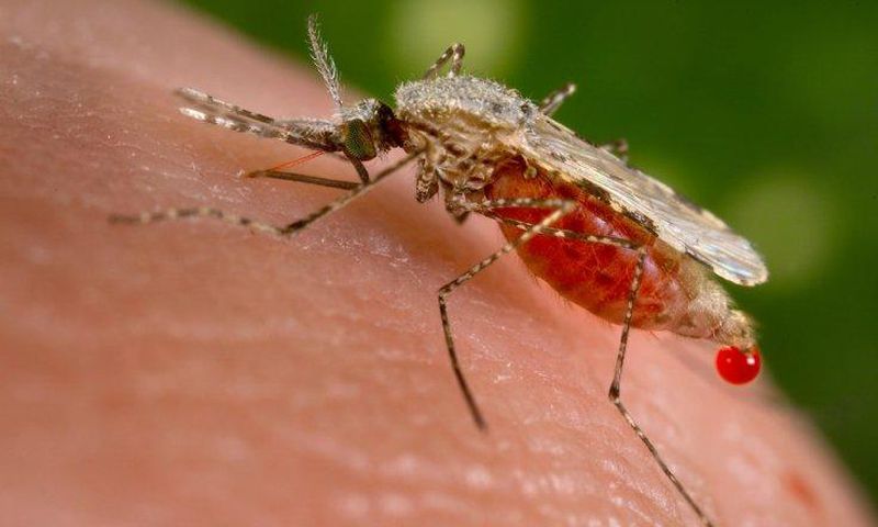 ___5783886___https:______static.pulse.com.gh___webservice___escenic___binary___5783886___2016___11___20___6___brazil-zika-outbreat-brain-damange