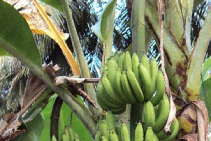 Ready to pluck plantains