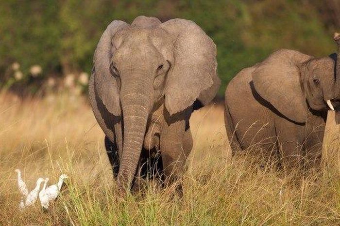 ___4799709___https:______static.pulse.com.gh___webservice___escenic___binary___4799709___2016___3___14___11___elephants_2