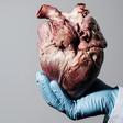 The heart.