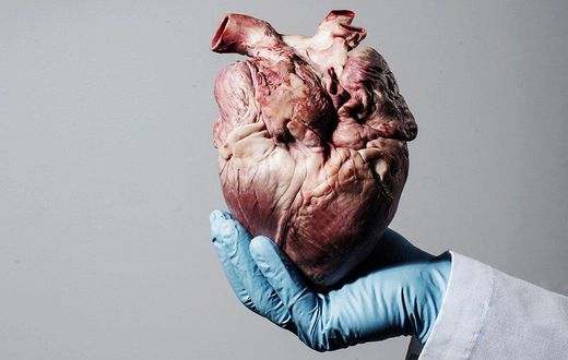 The heart.