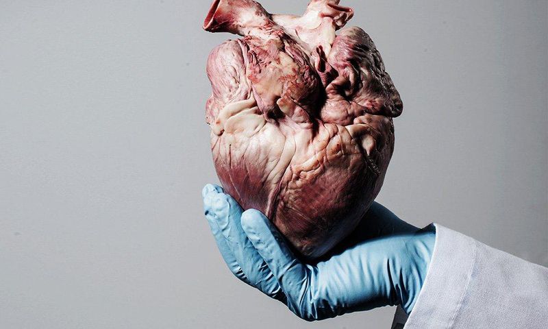 The heart.