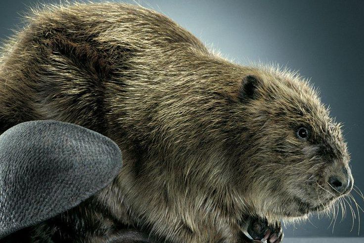 Female Anatomy: Your ultimate guide