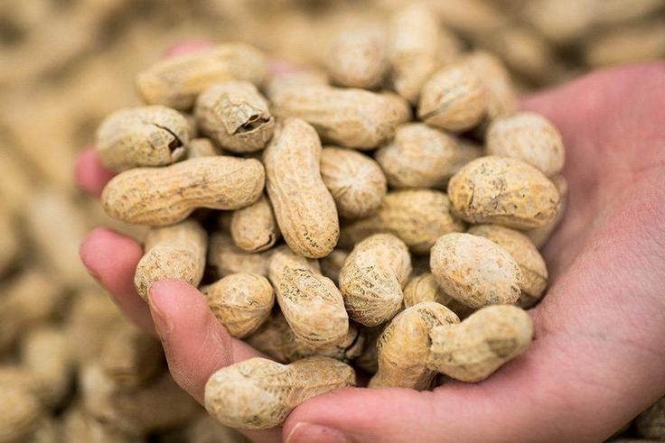 Peanuts