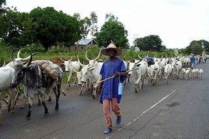 Cattle rustling: Police arraign 28-year-old alleged gang leader in Katsina