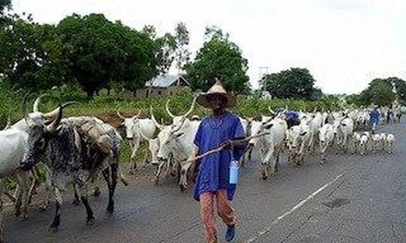 Cattle rustling: Police arraign 28-year-old alleged gang leader in Katsina