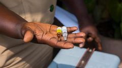 The health body confirmed yellow fever cases last week in the Volta and Brong Ahafo regions.