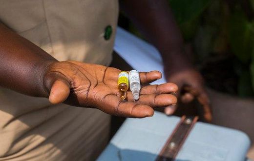 The health body confirmed yellow fever cases last week in the Volta and Brong Ahafo regions.