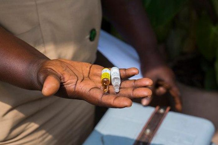 The health body confirmed yellow fever cases last week in the Volta and Brong Ahafo regions.