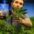 Swiss media have cited estimates that sales of legal cannabis are currently about 100 million Swiss francs (94 million euros) a year