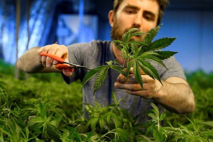 Swiss media have cited estimates that sales of legal cannabis are currently about 100 million Swiss francs (94 million euros) a year