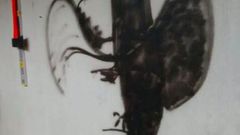 ___5821732___https:______static.pulse.com.gh___webservice___escenic___binary___5821732___2016___11___28___15___creative-people