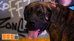 Yaa Pono - Gbee Naabu