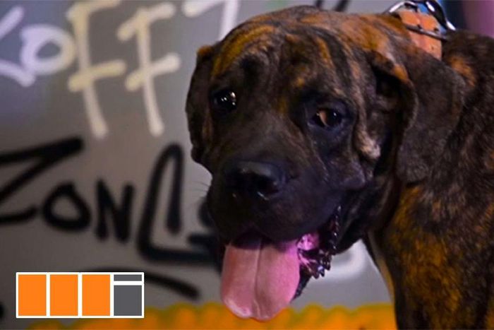 Yaa Pono - Gbee Naabu