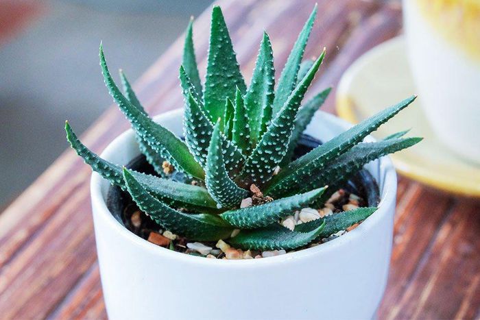 Bad News: Your Aloe Vera might not actually contain any Aloe Vera