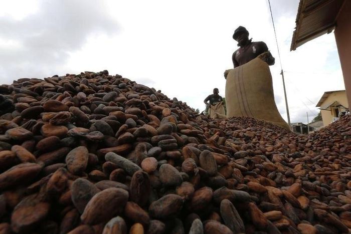 Men pour out cocoa beans to dry in Niable, at the border between Ivory Coast and Ghana, June 19, 2014.     REUTERS/Thierry Gouegnon
