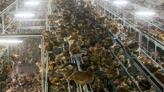Chicken are locked in a poultry farm in Bergentheim, Netherlands on November 10, 2016, following the discovery of bird flu among wild birds in Europe