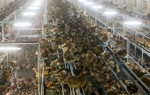 Chicken are locked in a poultry farm in Bergentheim, Netherlands on November 10, 2016, following the discovery of bird flu among wild birds in Europe