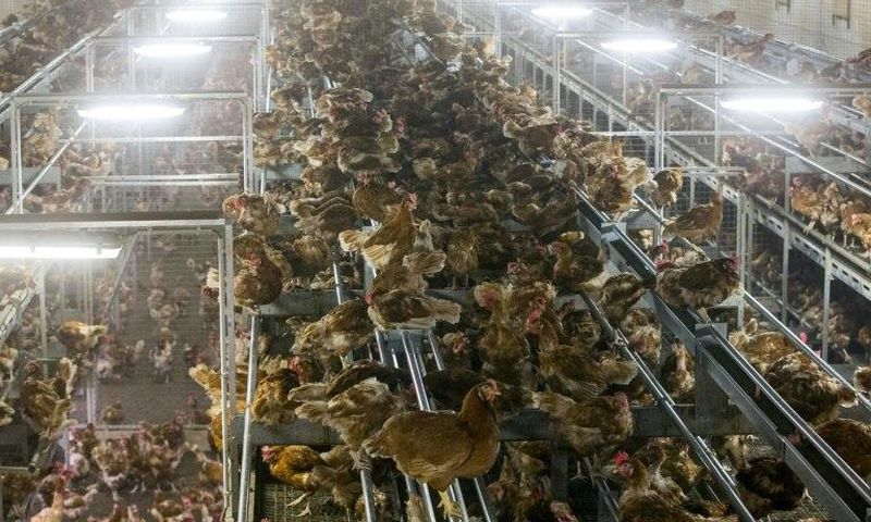 Chicken are locked in a poultry farm in Bergentheim, Netherlands on November 10, 2016, following the discovery of bird flu among wild birds in Europe