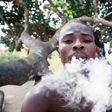 Indian Hemp could scatter the smoker's head
