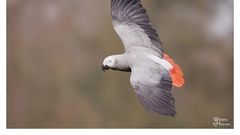 African Grey Parrot