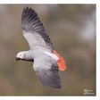 African Grey Parrot